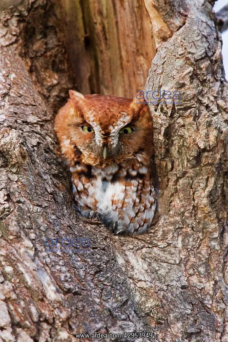 : Eastern Screech-Owl : Eastern Screech-Owl