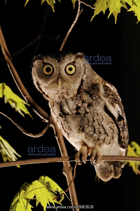 : Eastern Screech Owl : Eastern Screech Owl