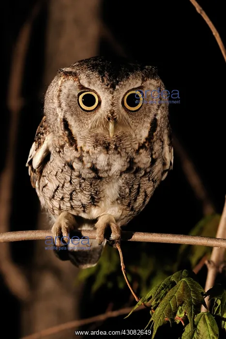 : Eastern Screech Owl : Eastern Screech Owl
