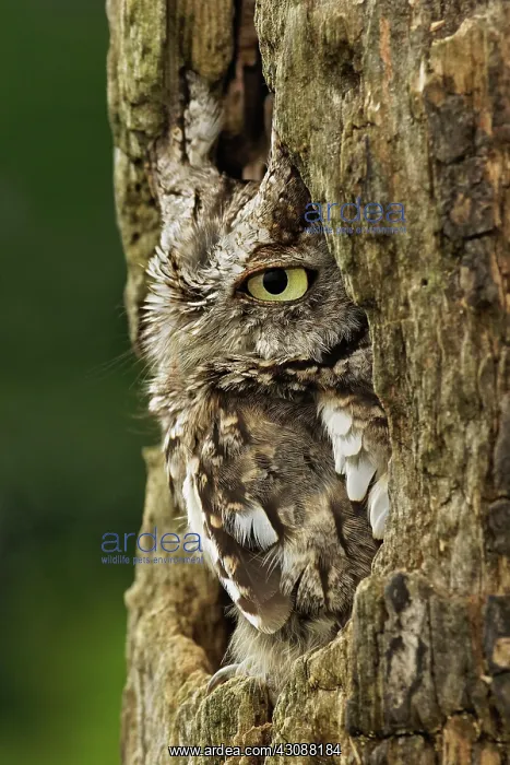: Eastern Screech Owl : Eastern Screech Owl