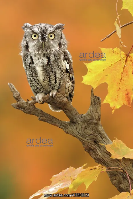 : Eastern Screech Owl : Eastern Screech Owl