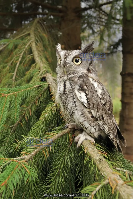 : Eastern Screech Owl : Eastern Screech Owl