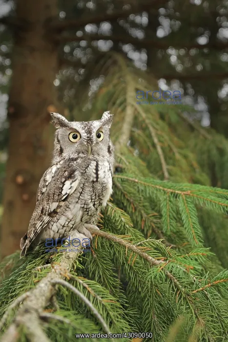 : Eastern Screech Owl : Eastern Screech Owl