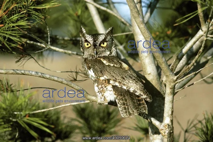 : Eastern Screech Owl : Eastern Screech Owl