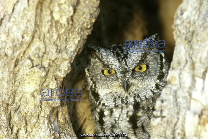 : Eastern Screech Owl : Eastern Screech Owl