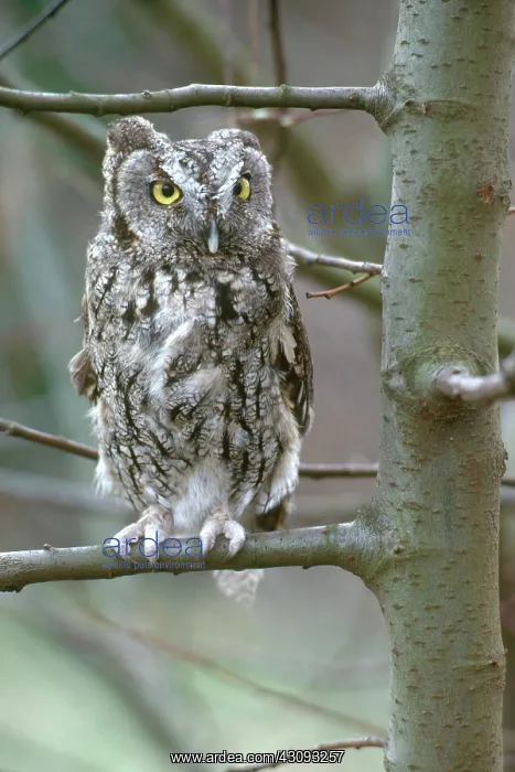 : Eastern Screech Owl : Eastern Screech Owl