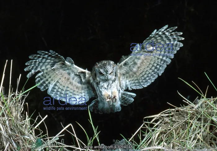 : Eastern Screech Owl : Eastern Screech Owl