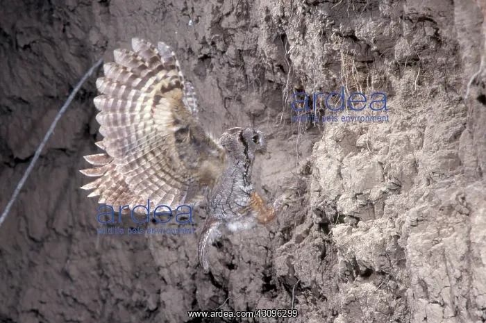 : Eastern Screech Owl : Eastern Screech Owl