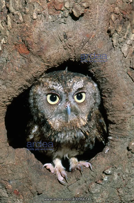 : Eastern Screech Owl : Eastern Screech Owl