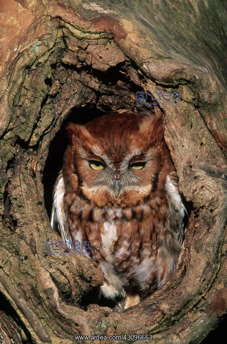 : Eastern Screech Owl : Eastern Screech Owl