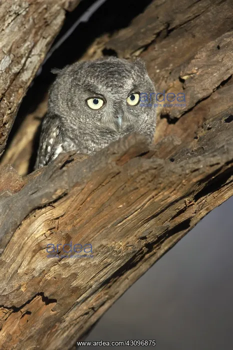 : Eastern Screech-Owl : Eastern Screech-Owl
