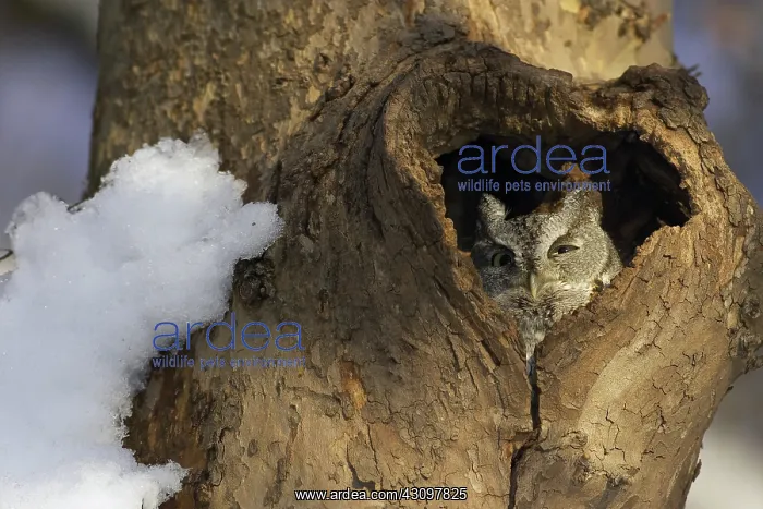 : Eastern Screech-Owl : Eastern Screech-Owl