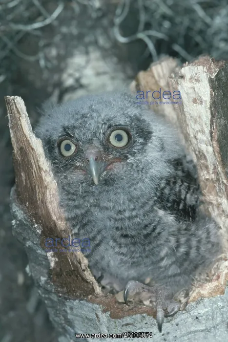 : Eastern Screech Owl : Eastern Screech Owl