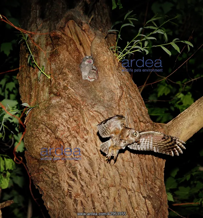 : Eastern Screech-Owl - adult feeding young in nest : Eastern Screech-Owl - adult feeding young in nest
