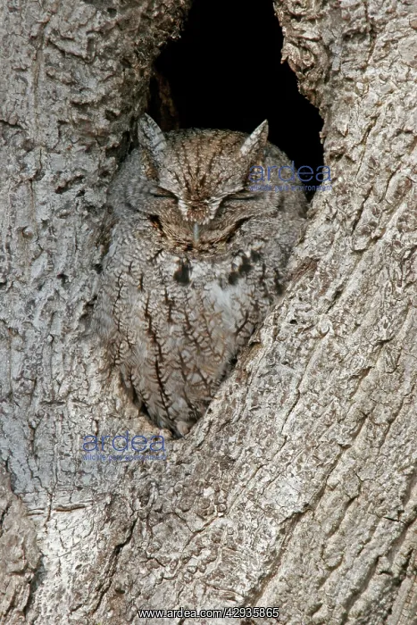 : Eastern Screech Owl - eyes closed : Eastern Screech Owl - eyes closed