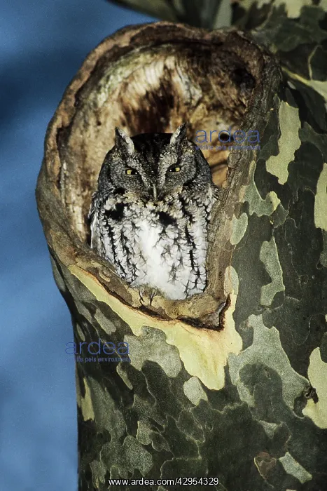 : Eastern Screech-Owl - grey morph, in nest hole : Eastern Screech-Owl - grey morph, in nest hole