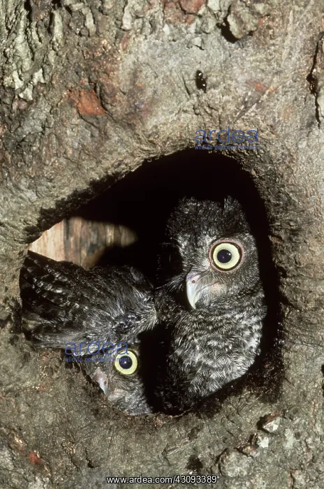 : Eastern Screech Owl nestlings : Eastern Screech Owl nestlings