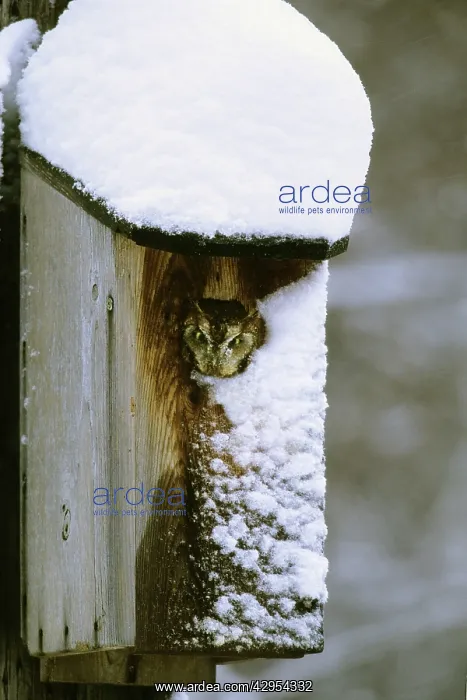 : Eastern Screech-Owl - red morph in owl box in residential : Eastern Screech-Owl - red morph in owl box in residential