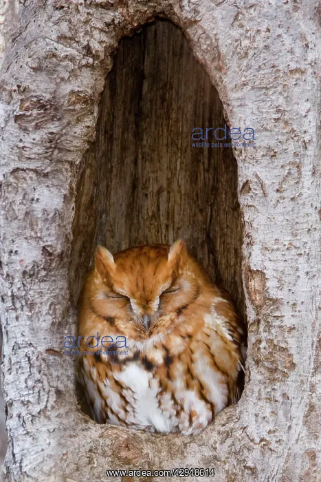 : Eastern Screech-Owl - Red morph at winter roost : Eastern Screech-Owl - Red morph at winter roost