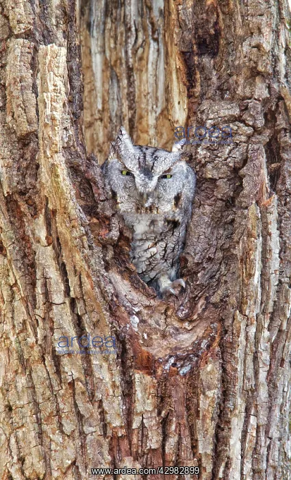 : Eastern Screech Owl / Screech-Owl : Eastern Screech Owl / Screech-Owl