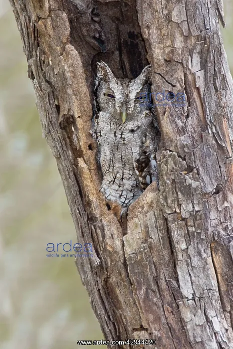  : Eastern Screech-Owl - Texas subspecies