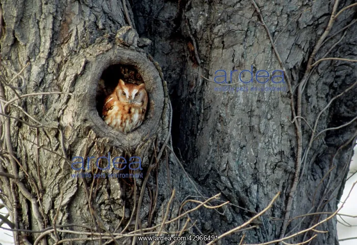 : Eastern Screech-Owl - winter roost in tree : Eastern Screech-Owl - winter roost in tree