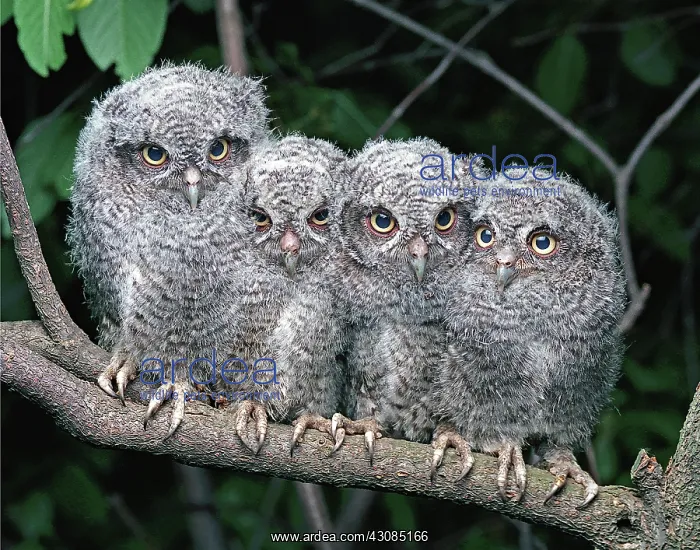 : Eastern Screech-Owls : Eastern Screech-Owls