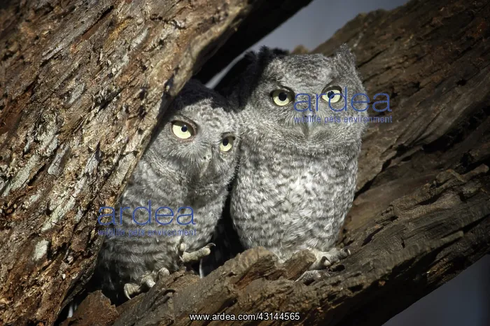 : Eastern Screech-Owls : Eastern Screech-Owls