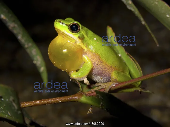 : Eastern Sedgefrog (Litoria fallax) : Eastern Sedgefrog (Litoria fallax)