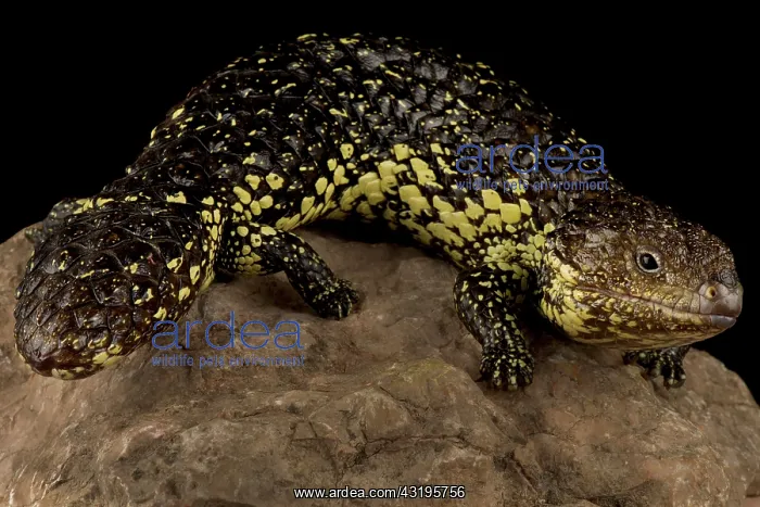 : Eastern shingleback skink (Tiliqua rugosa asper) : Eastern shingleback skink (Tiliqua rugosa asper)