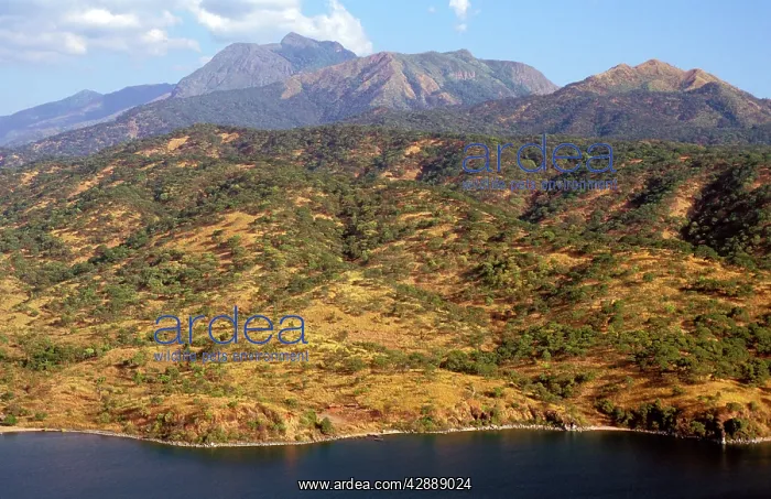  : Eastern shore of Lake Tanganyika - habitat of Eastern