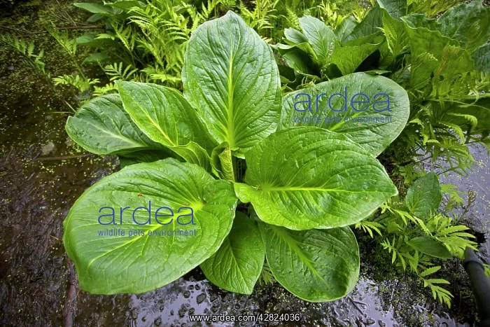 : Eastern skunk cabbage : Eastern skunk cabbage