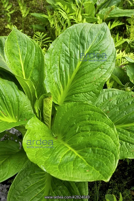 : Eastern skunk cabbage : Eastern skunk cabbage