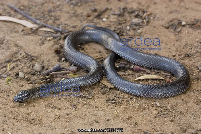  : Eastern Small-eyed Snake