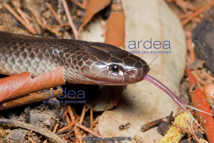 : Eastern Small-eyed Snake : Eastern Small-eyed Snake