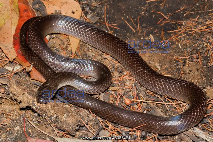 : Eastern Small-eyed Snake : Eastern Small-eyed Snake