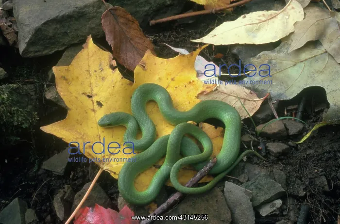 : Eastern Smooth Green Snake : Eastern Smooth Green Snake