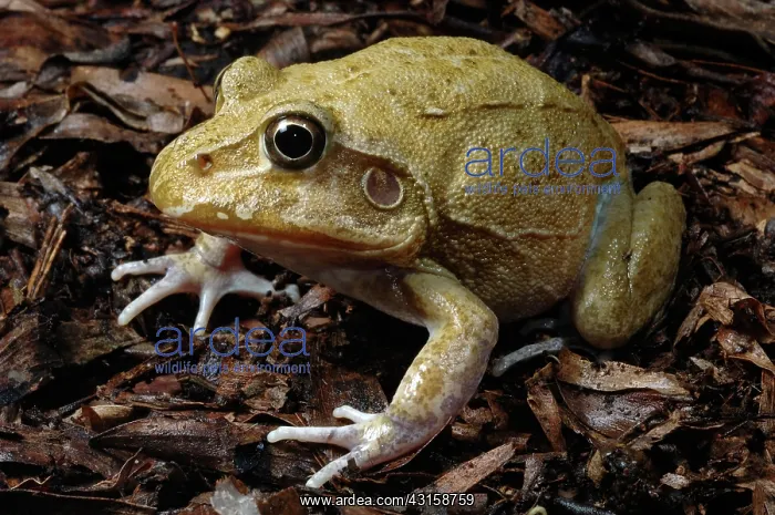 : Eastern Snapping Frog, Australia : Eastern Snapping Frog, Australia