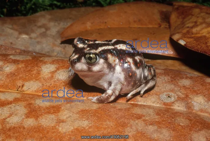 : Eastern Spadefoot : Eastern Spadefoot