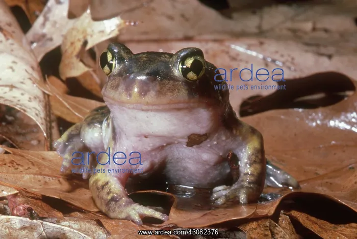 : Eastern Spadefoot : Eastern Spadefoot