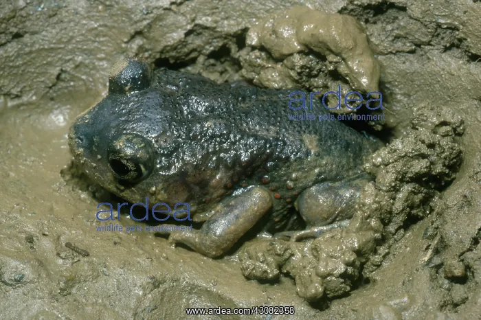 : Eastern Spadefoot Burrowing : Eastern Spadefoot Burrowing