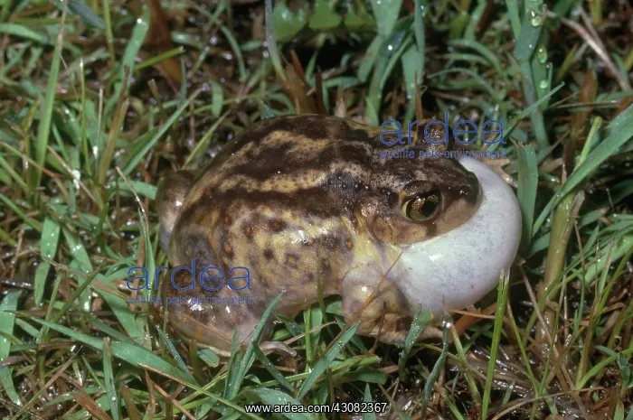 : Eastern Spadefoot Calling : Eastern Spadefoot Calling