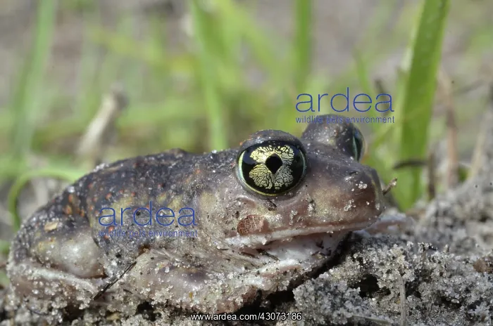 : Eastern Spadefoot Toad : Eastern Spadefoot Toad