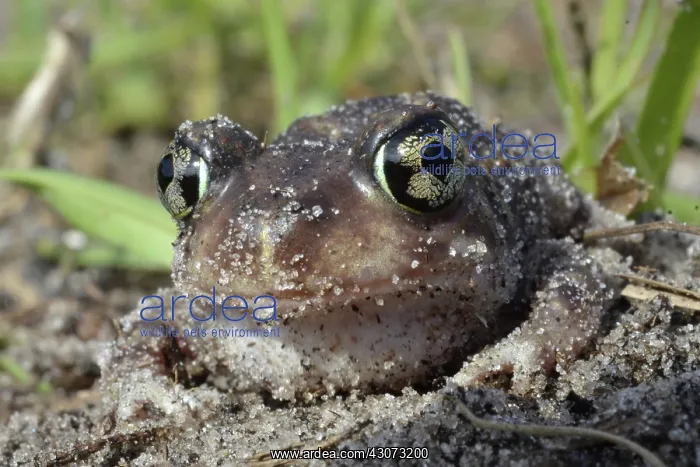 : Eastern Spadefoot Toad : Eastern Spadefoot Toad