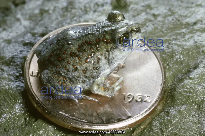 : Eastern Spadefoot Toad : Eastern Spadefoot Toad