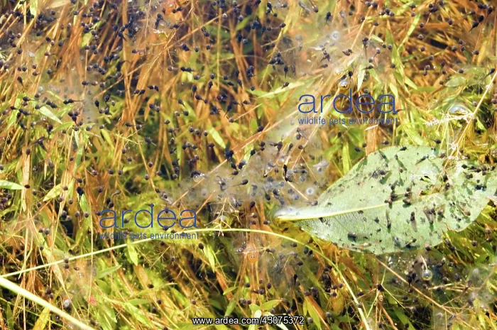 : Eastern Spadefoot Toad Tadpoles : Eastern Spadefoot Toad Tadpoles