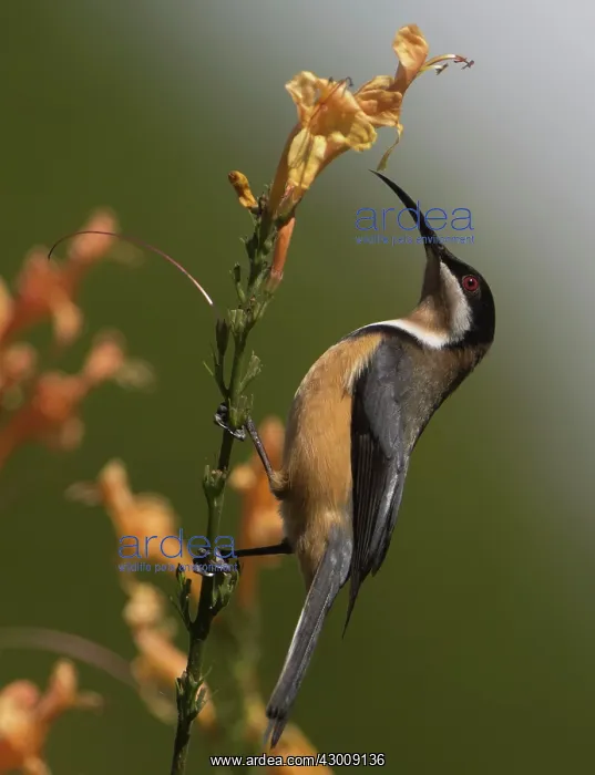 : Eastern Spinebill : Eastern Spinebill