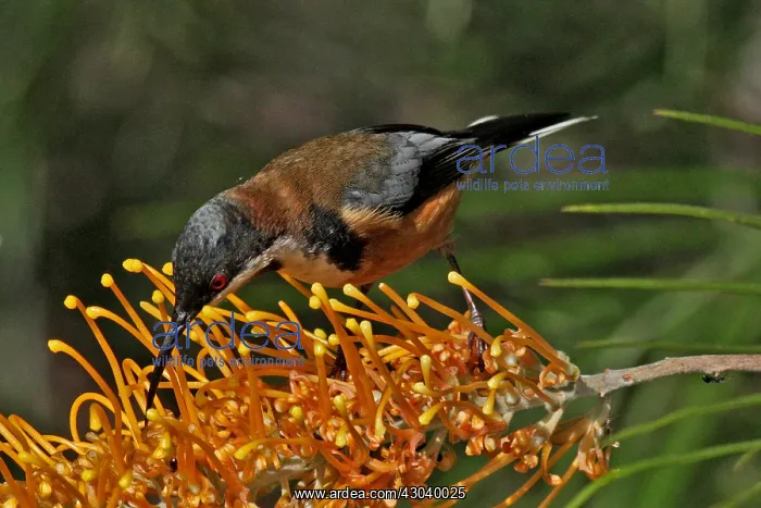 : Eastern Spinebill : Eastern Spinebill