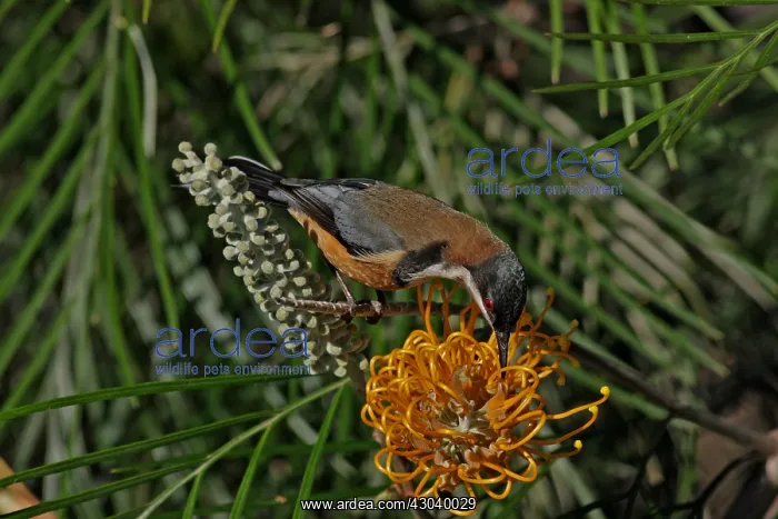 : Eastern Spinebill : Eastern Spinebill