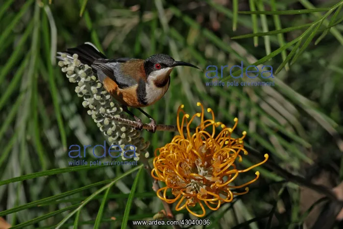 : Eastern Spinebill : Eastern Spinebill